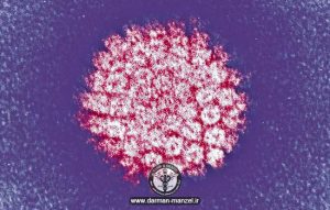 ویروس HPV چیست ؟